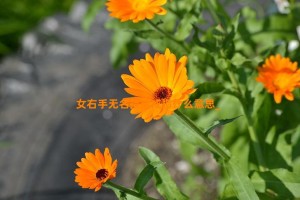 女右手无名指戴戒指什么意思