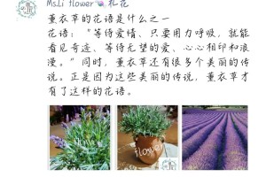 薰衣草的花语是什么，能给我拍婚纱照加点浪漫元素吗