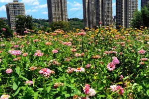 重庆周边有哪些不容错过的花海基地