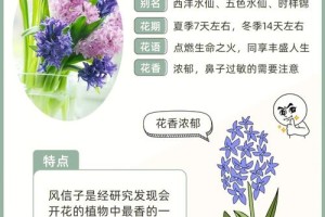 给我推荐一些关于风信子的养护知识