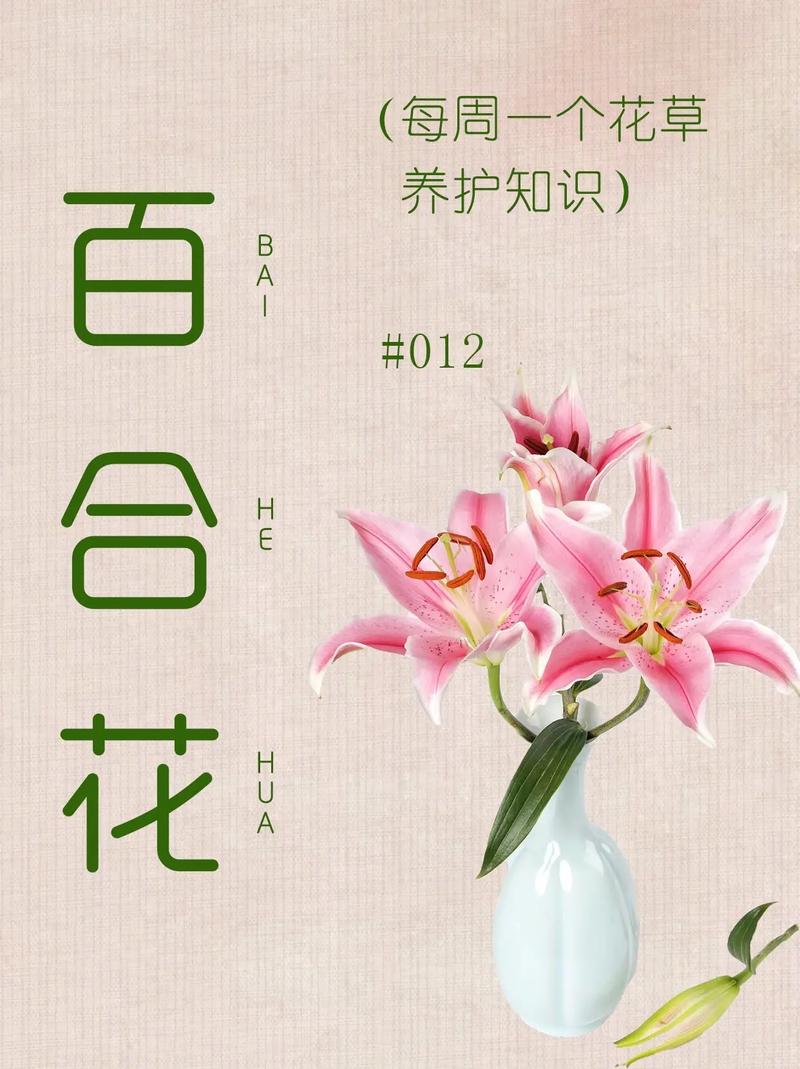 百合花代表什么意义呢