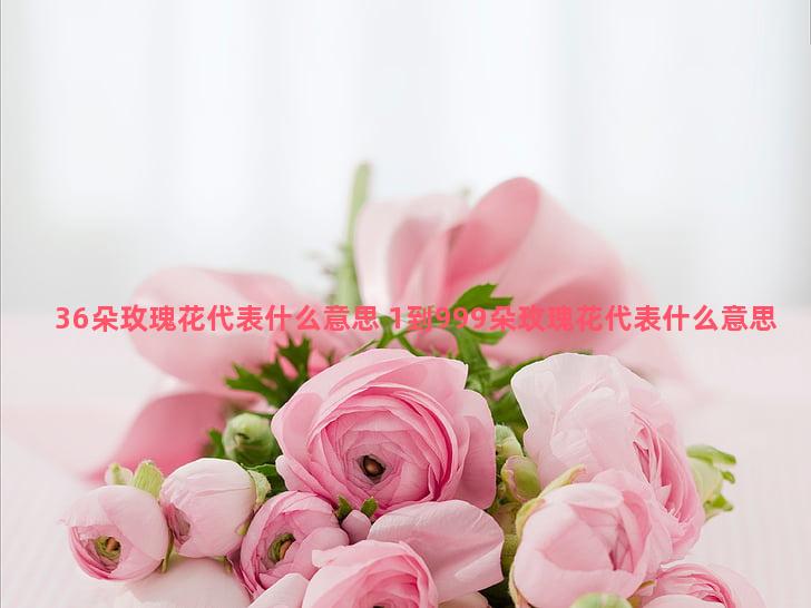 36朵玫瑰花代表什么意思 1到999朵玫瑰花代表什么意思