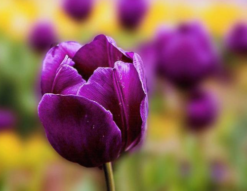 紫色郁金香花语和寓意 不同颜色的郁金香花语有哪些