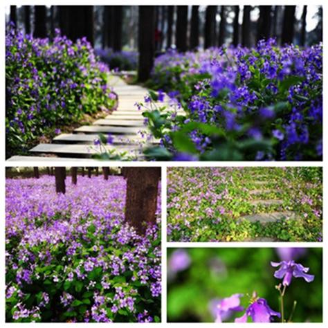 杭州太子湾赏花攻略（花期+路线）