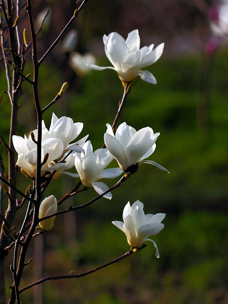 杭州太子湾赏花攻略（花期+路线）