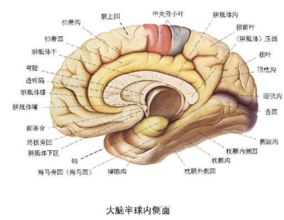 什么样的人头脑聪明