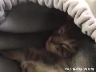 男人养猫是为了解决性问题吗