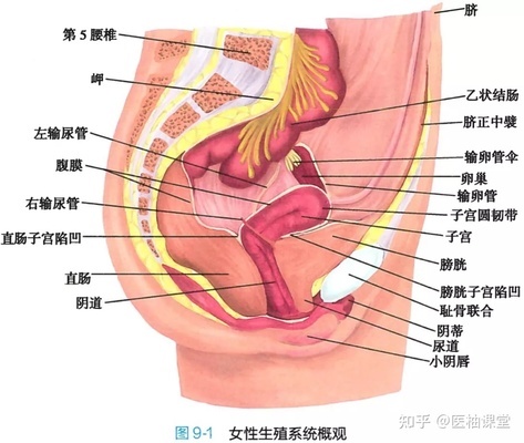 孩子是从妈妈的哪个部位生出来的