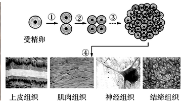 怎么告诉孩子他从哪里出来的