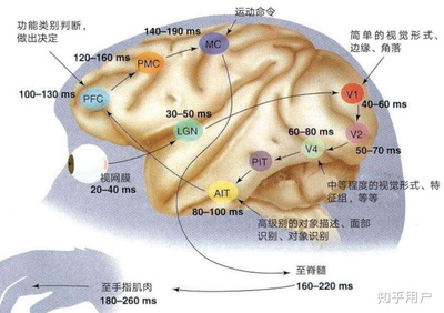 神经反馈在大脑发育迟缓中的应用