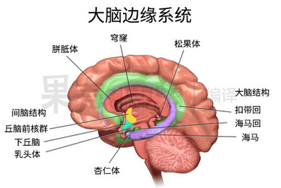 抑郁症对大脑有损坏吗?