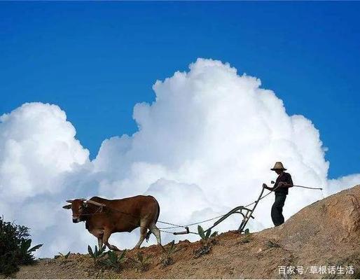 为什么小动物都怕人