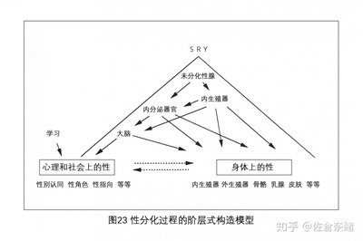 性别认同障碍的原因