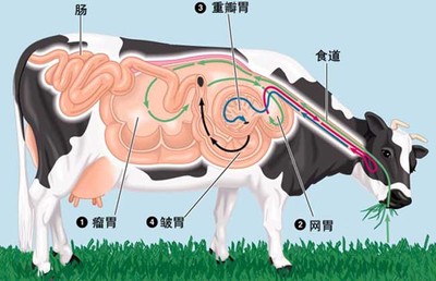 人长期反刍的后果