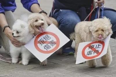 有人虐猫可以报警吗