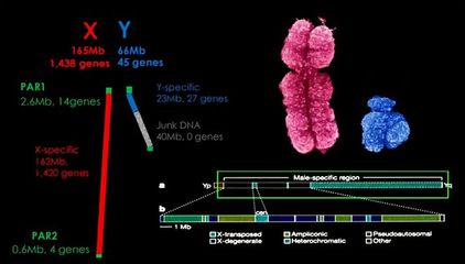 yyx染色体人