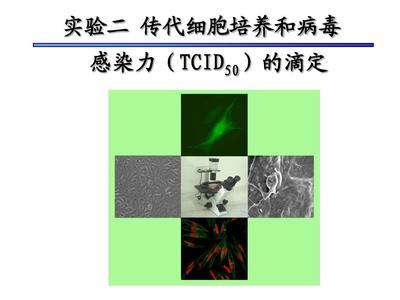 传代效应是什么