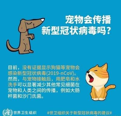 宠物协会在预防虐猫中的作用