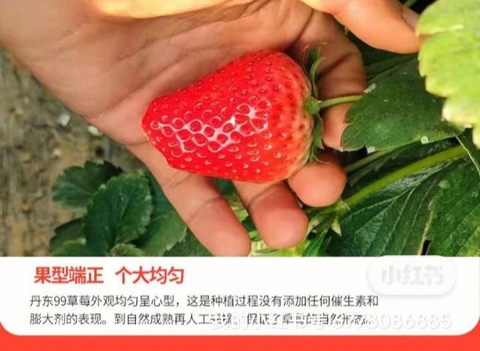 孕妇吃大棚草莓的危害有哪些 孕妇草莓的功效与作用有哪些