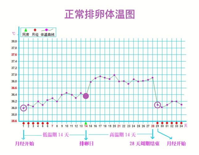 刚怀孕体温会升高吗 为什么怀孕初期体温会升高