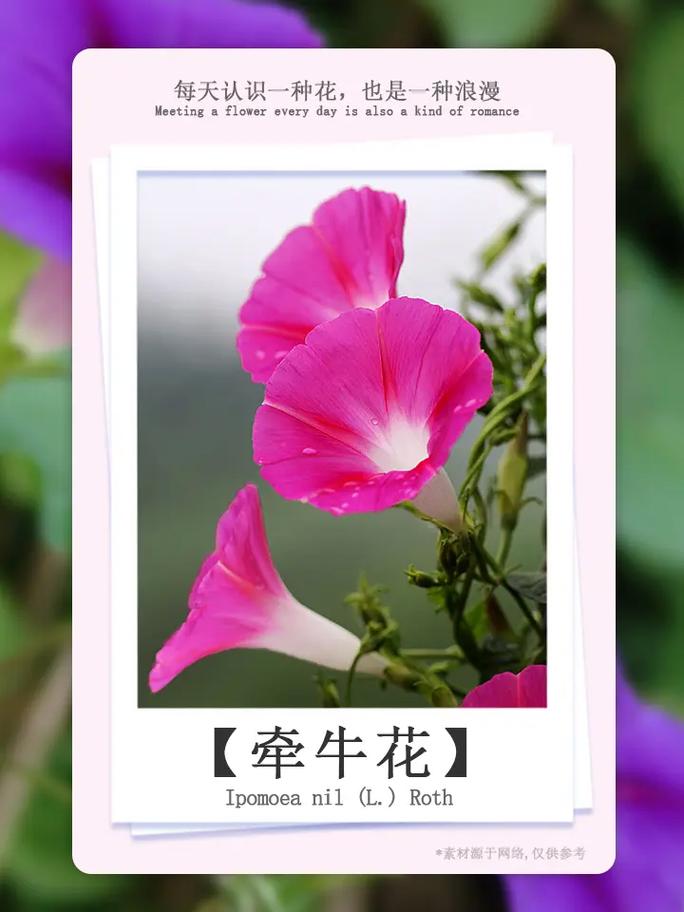 牵牛花的花语和寓意 送牵牛花代表什么