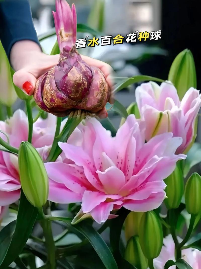 粉色百合花的花语和寓意是什么 粉色百合花适合送什么人