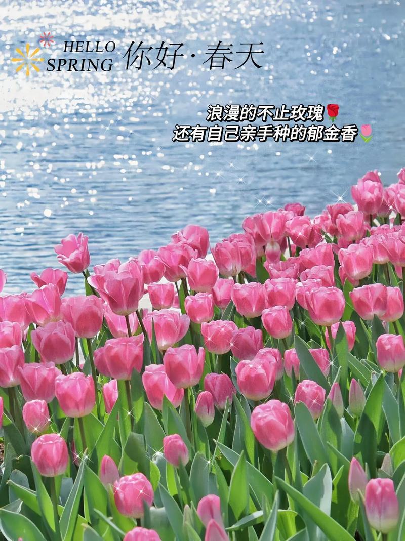 粉色郁金香花语和寓意是什么
